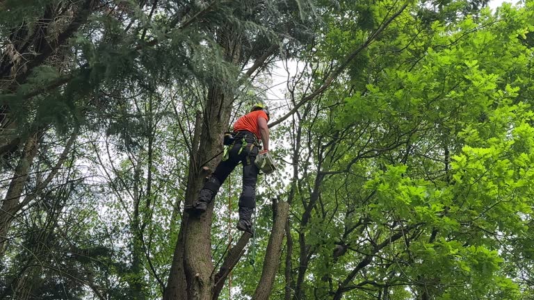 Professional  Tree Services in Arcola, TX