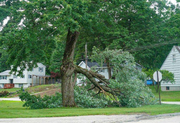 How Our Tree Care Process Works  in  Arcola, TX