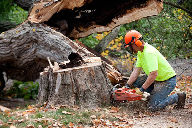 Best Tree Health Inspection  in Arcola, TX